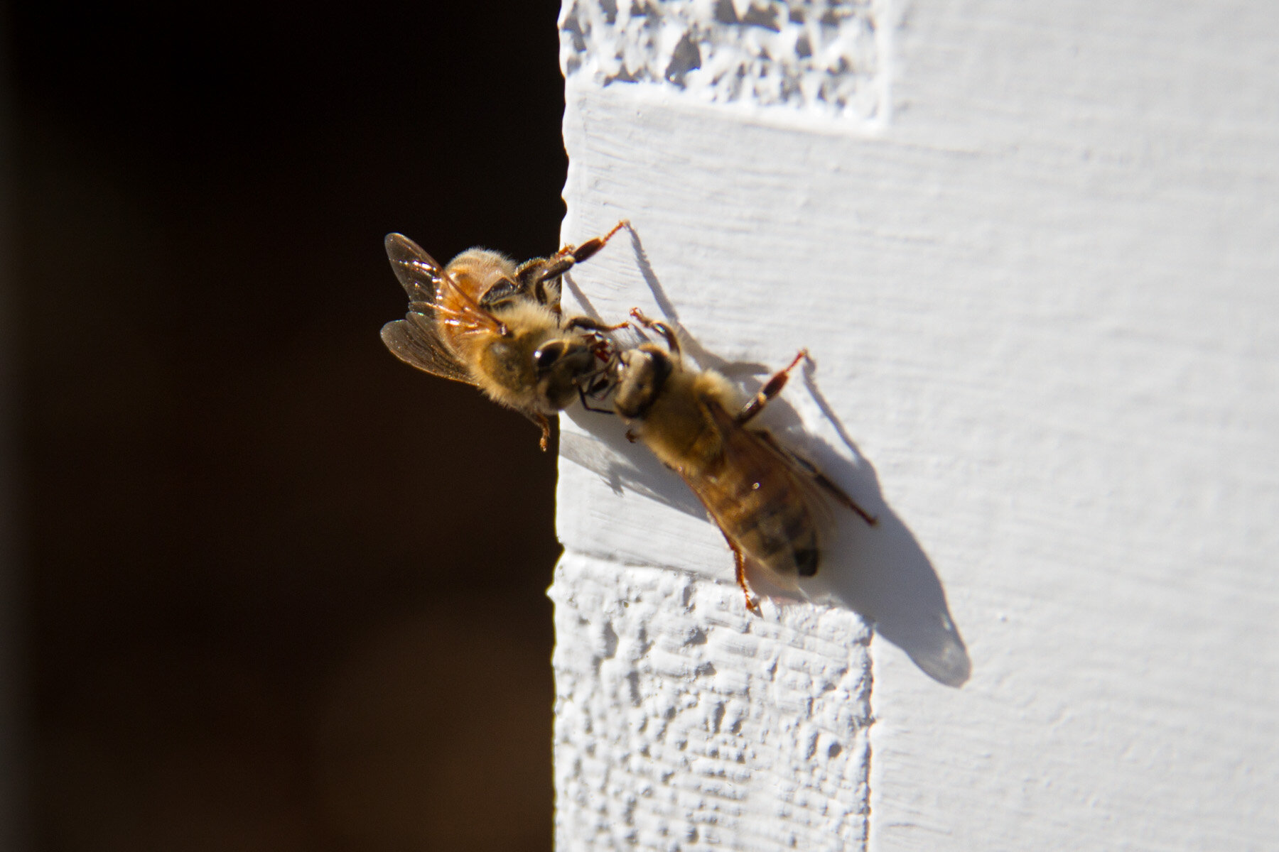 ECI Pollinator Project - Bees up close.jpg