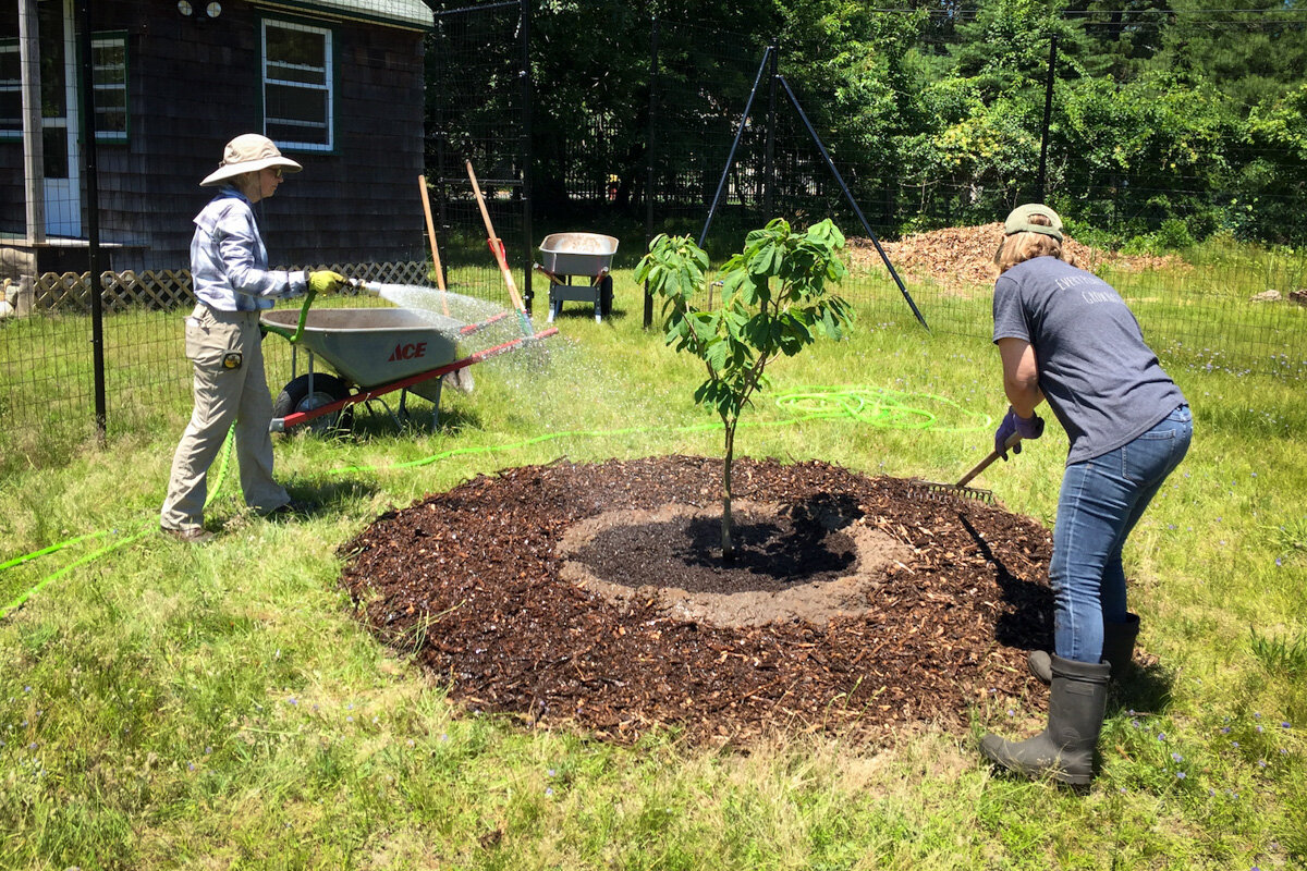 GGHG - Jul 1, 2019 - Paw Paw tree planting 2 - 1200x800.jpg