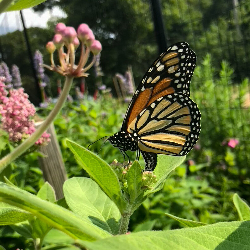 Monarch Butterfly - July 13, 2020 - ?px-1.jpg