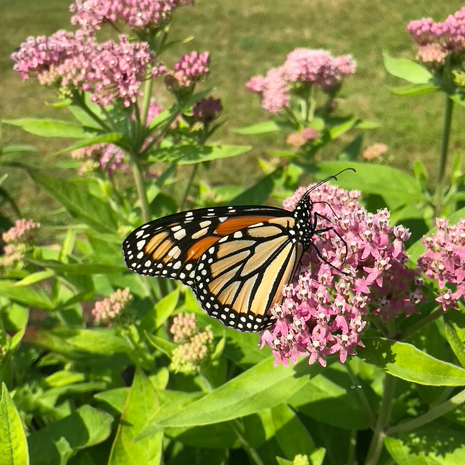 Monarch Butterfly - July 13, 2020 - 800px-4.jpg