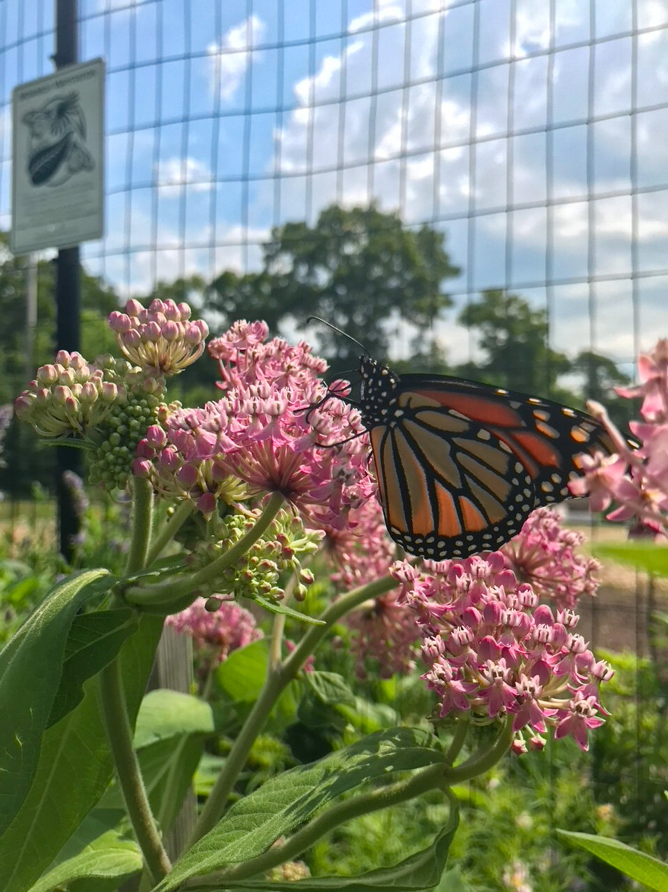 Monarch Butterfly - July 13, 2020 - 800px-2.jpg