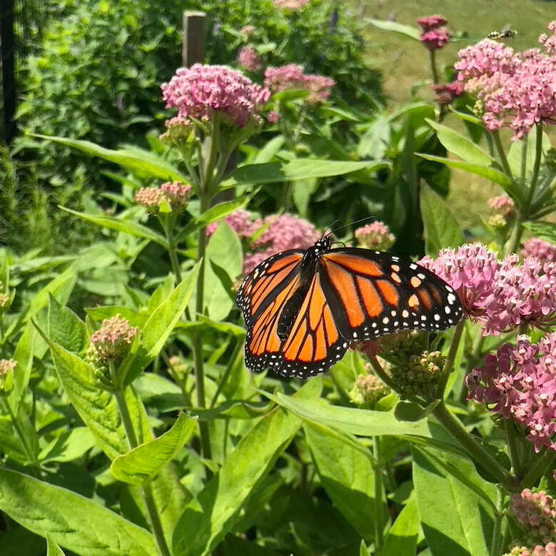 Monarch Butterfly - July 13, 2020 - 800px-3.jpg