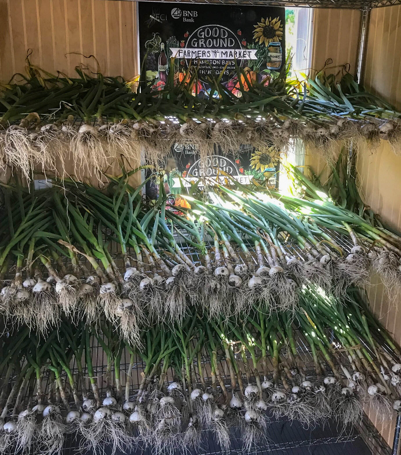 Garlic Harvest - June 25, 2020 - 1382px -4.jpg