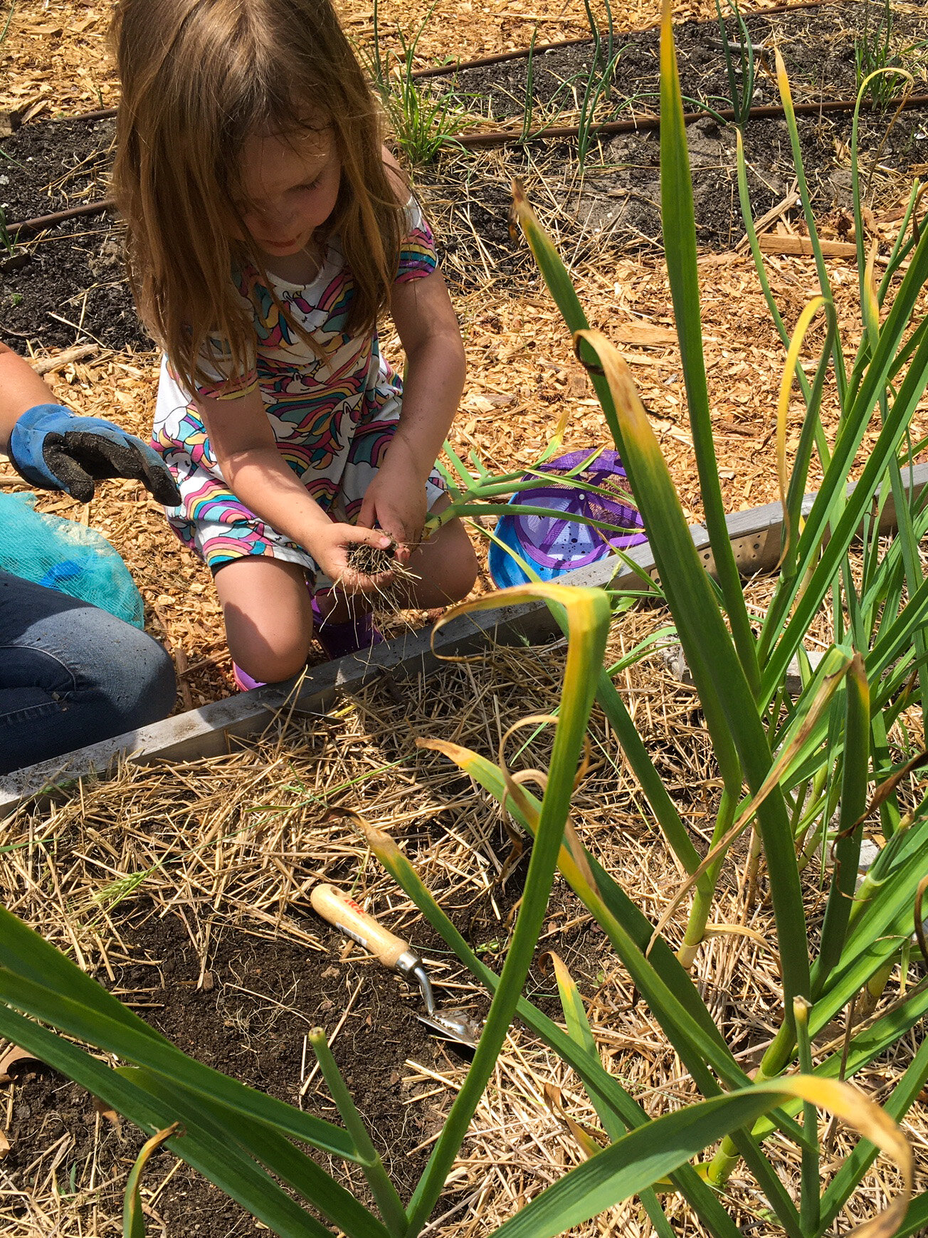 Garlic Harvest - June 25, 2020 - 1304px -1.jpg