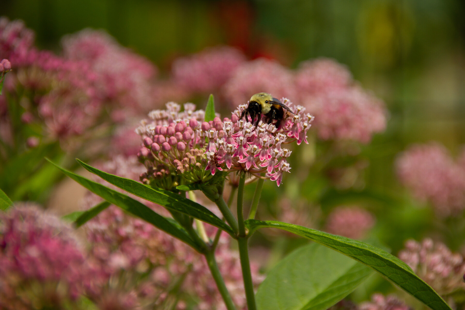 Good Ground Heritage Garden - Aug 1, 2020 - 1920px-3.jpg