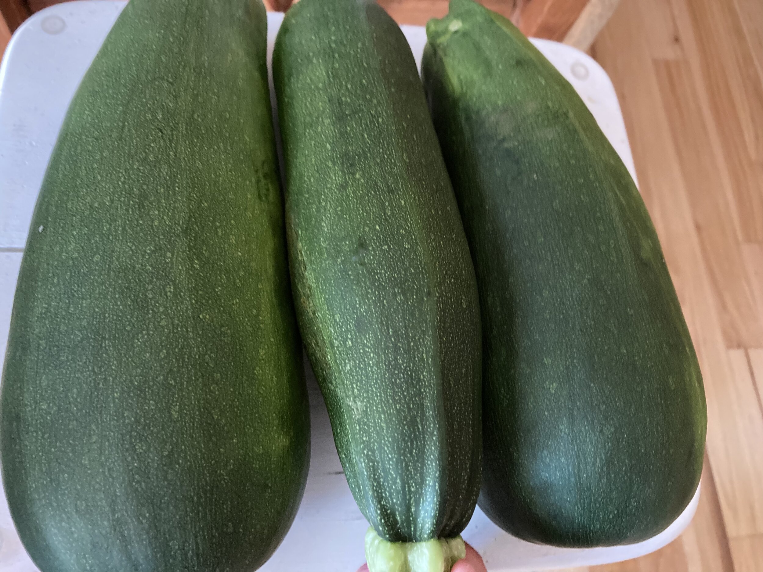 GGHG Squash harvested 8-2-21.jpeg