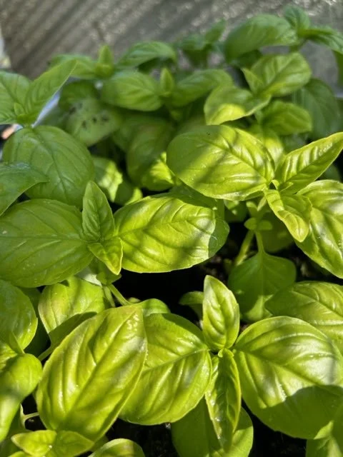 ECI Heritage Garden Plant Sale