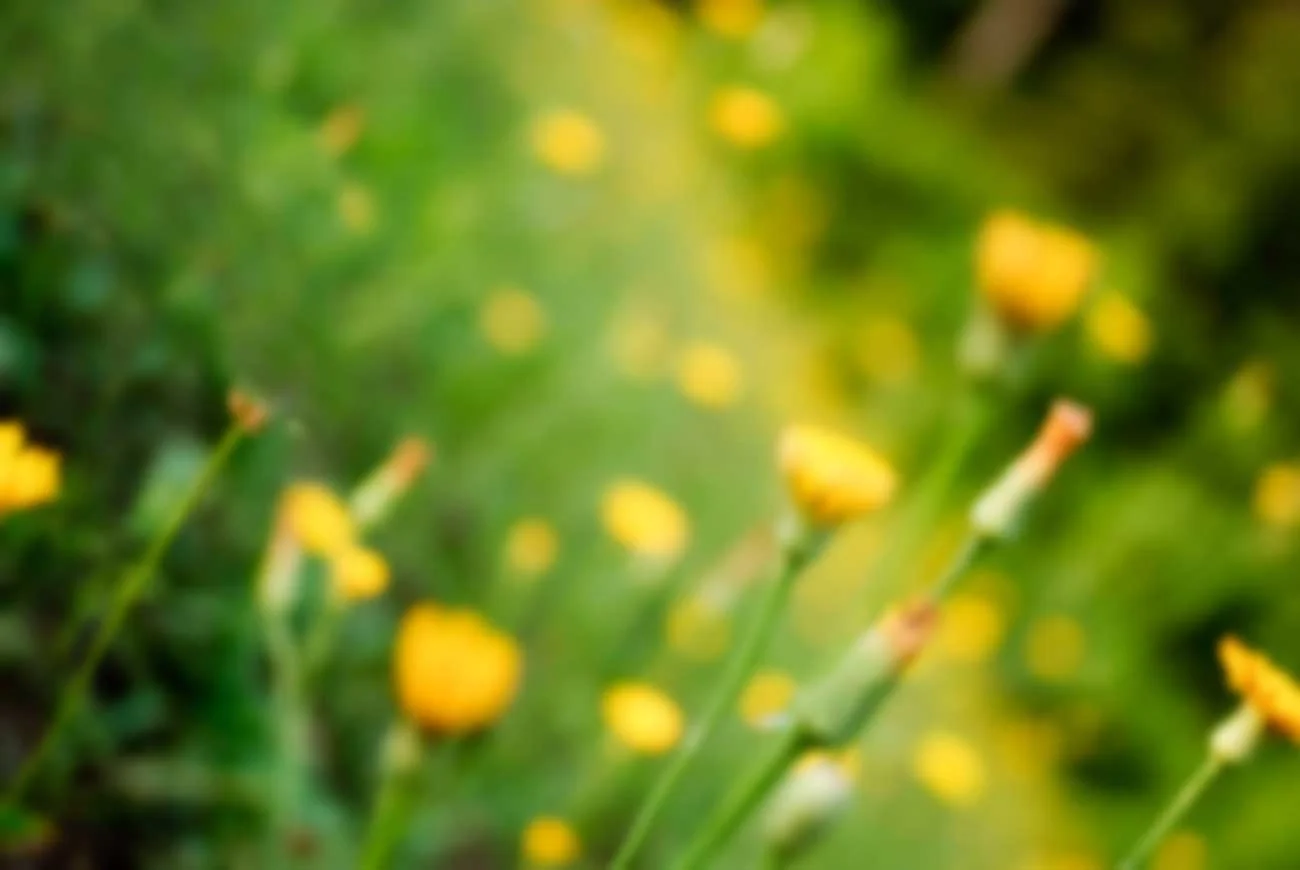 generic_flowers.jpg