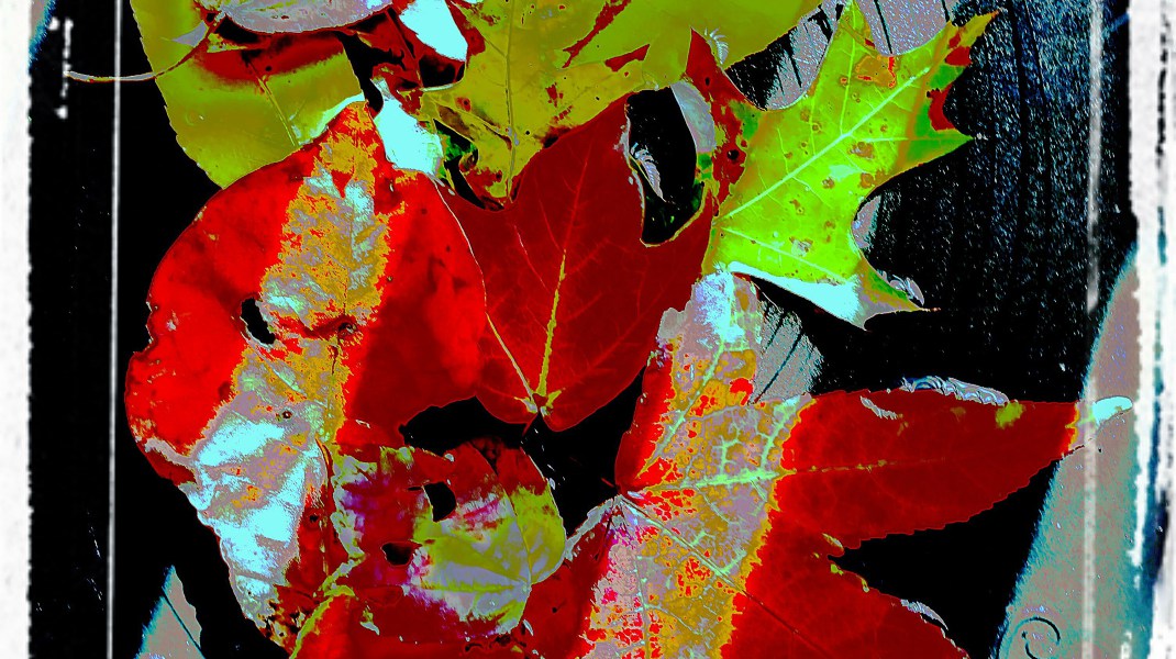 "Autumn Still Life" (2016) by Remy Aqui