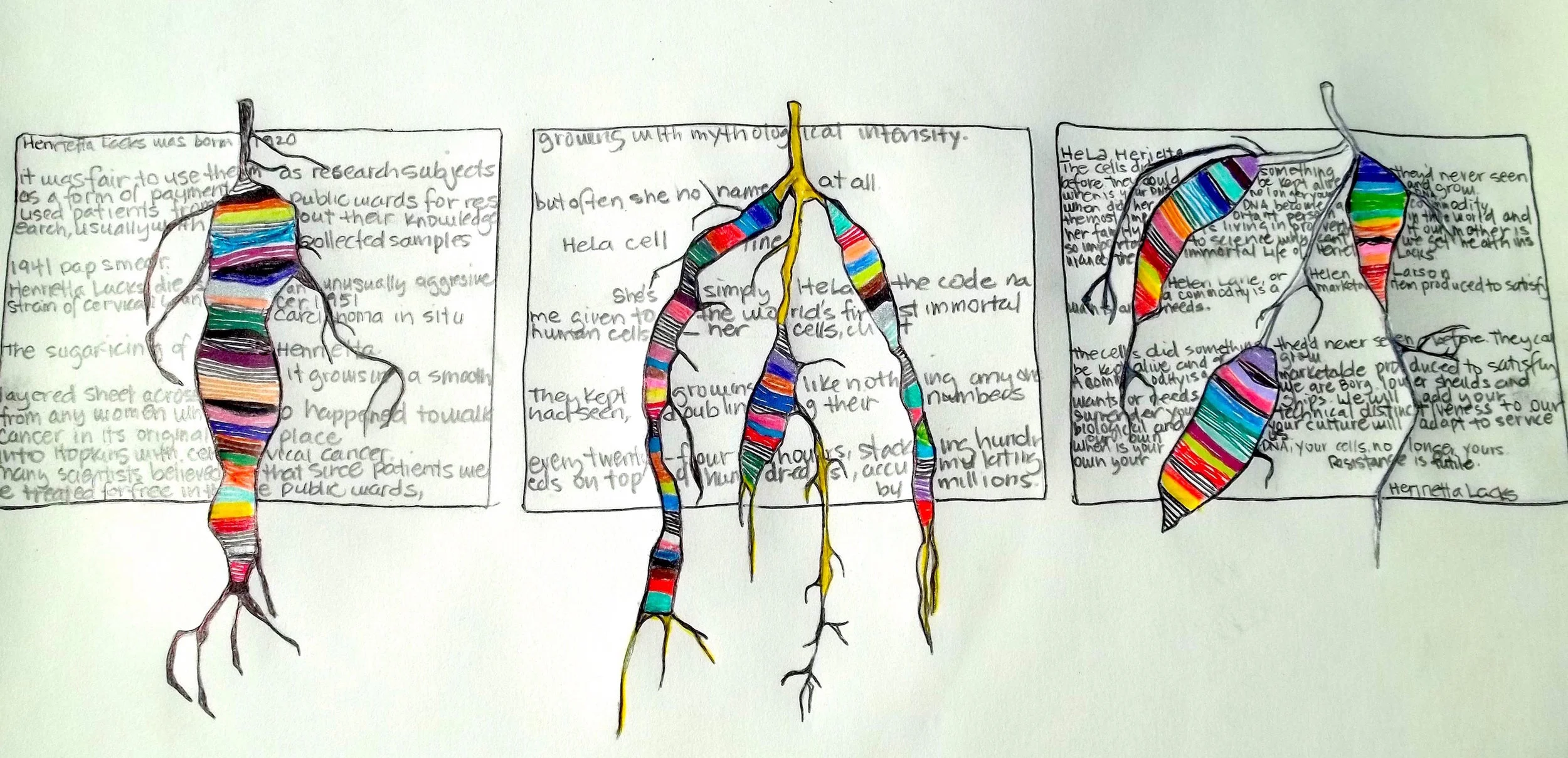 HeLa Install small copy.jpeg