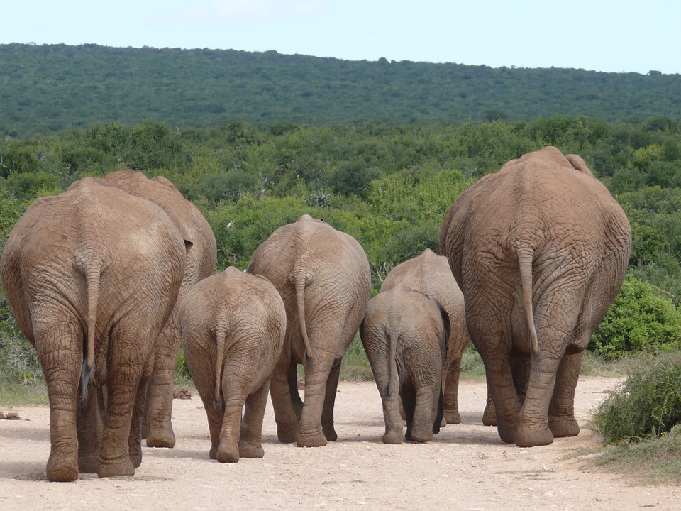 elephant-334456_960_720.jpg