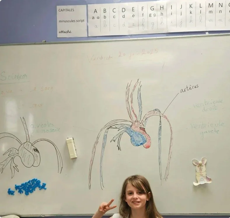 anatomie.jpg