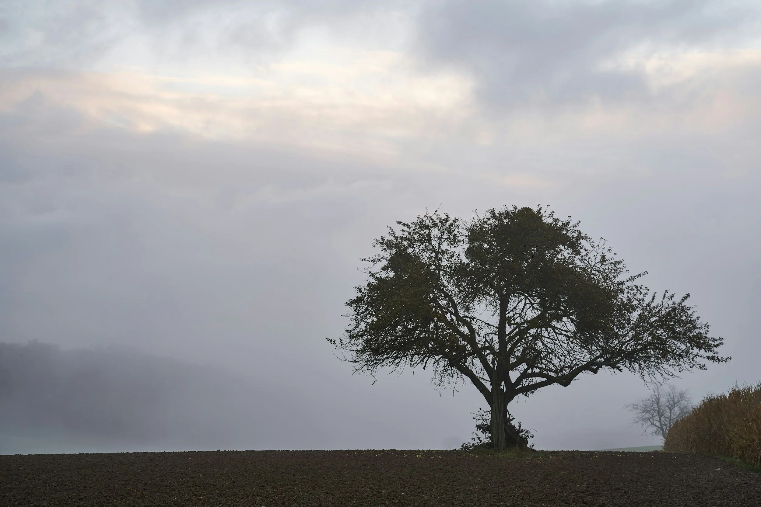 Late January, and the Quiet Art of Wandering