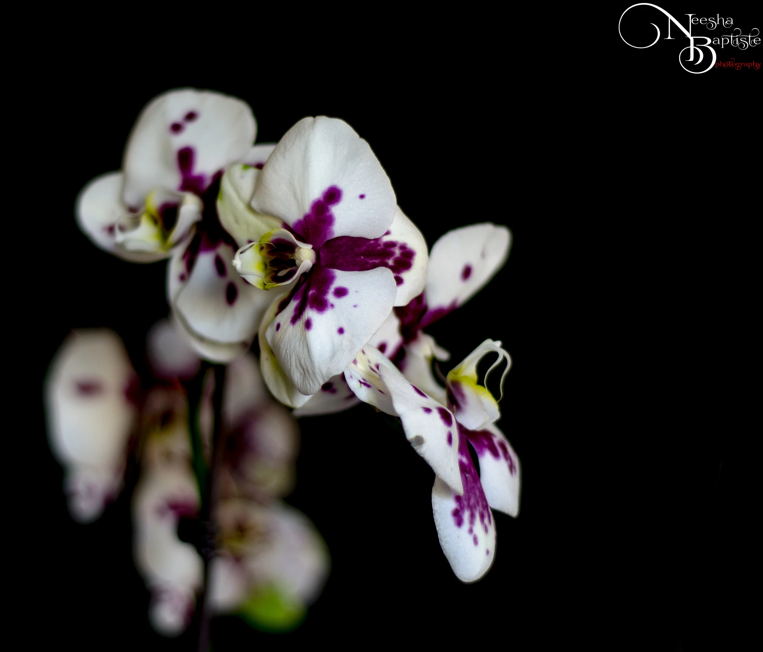 DSC_0597-Edit.jpg