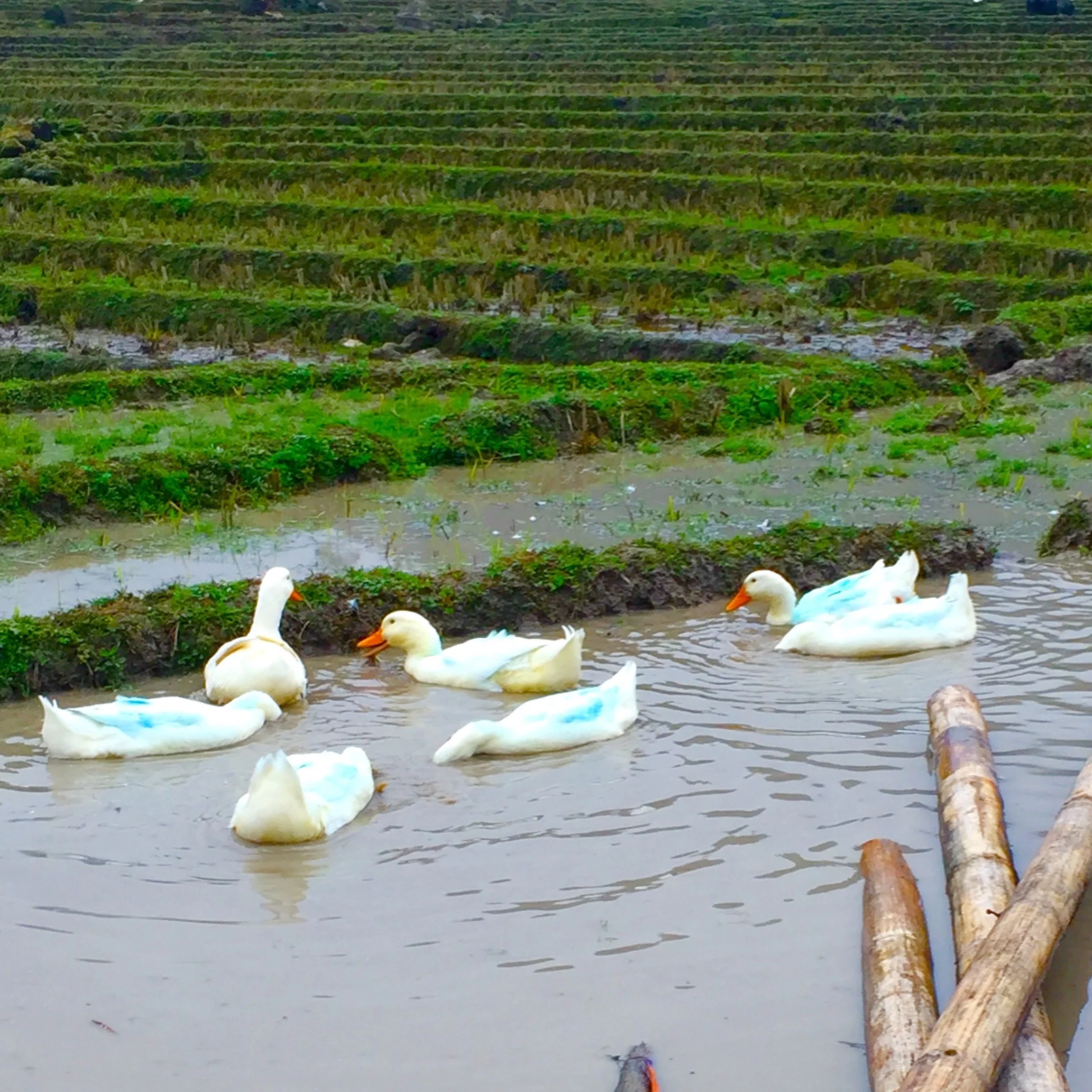 These ducks are sporting blue feathers, caused by the indigo dye that the Hmong Tribe uses to color their clothing and garments. Billy Madison, I found your blue duck. 