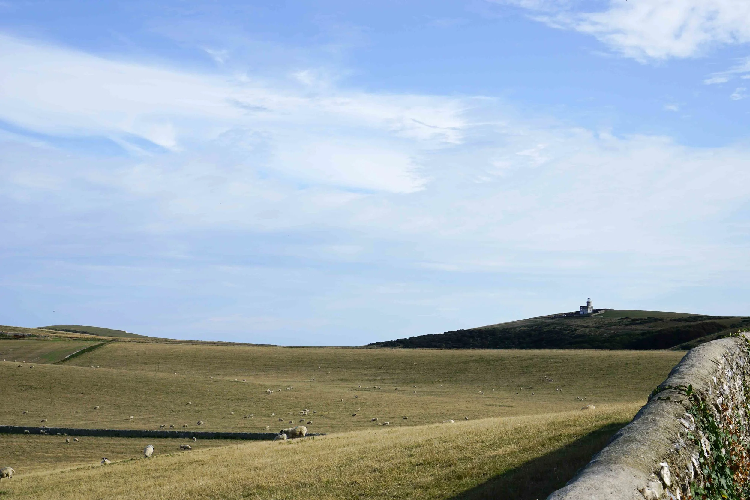 Sheep Centre with Belle Tout Lighthouse in the distance