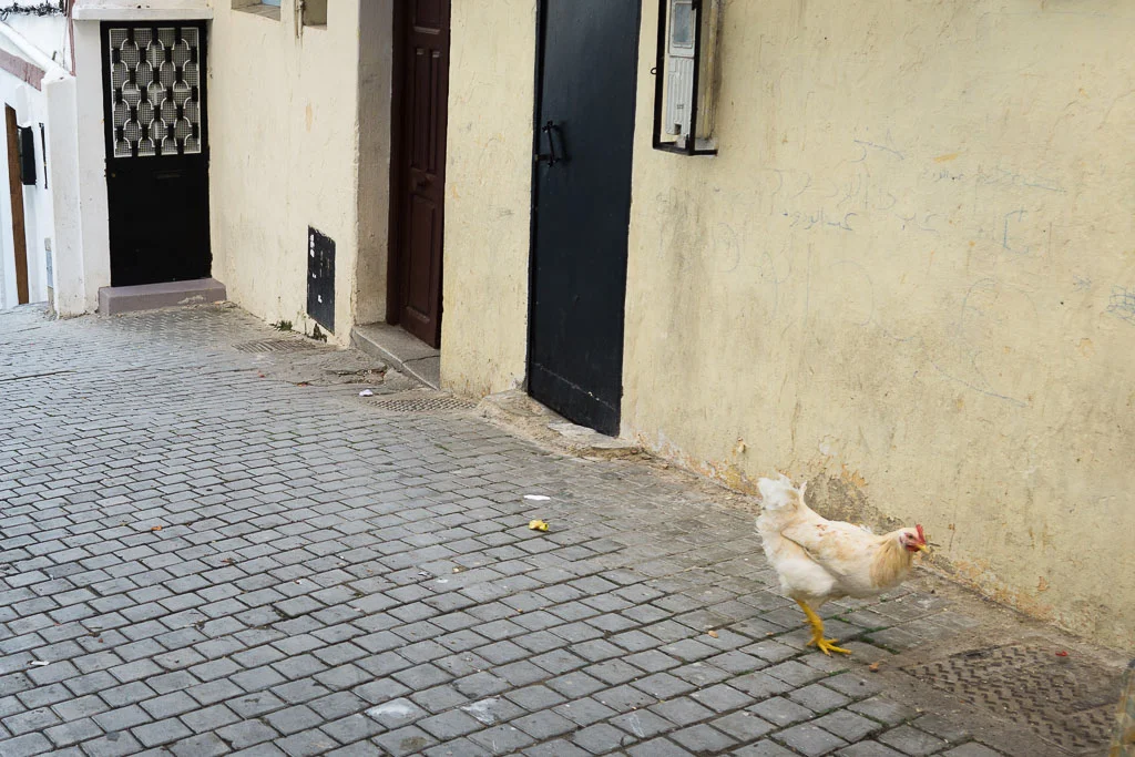 Just a casual chicken in the street. Welcome to Morocco!