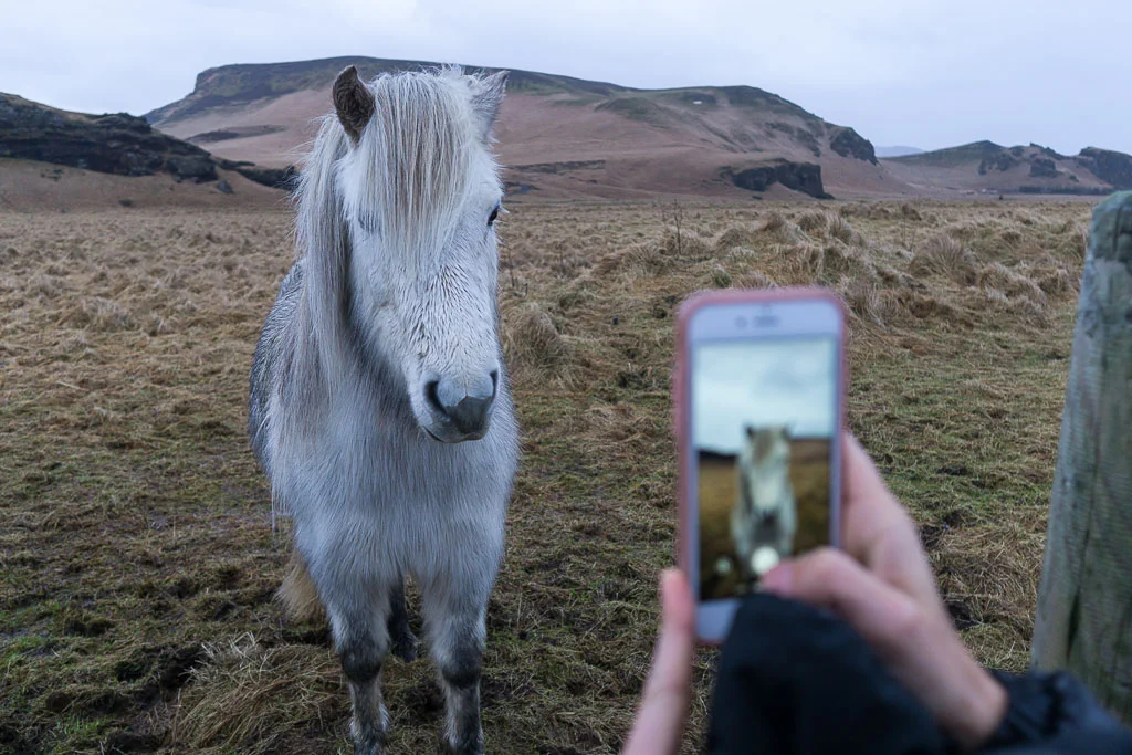 I could have played with the Icelandic horses for hours!