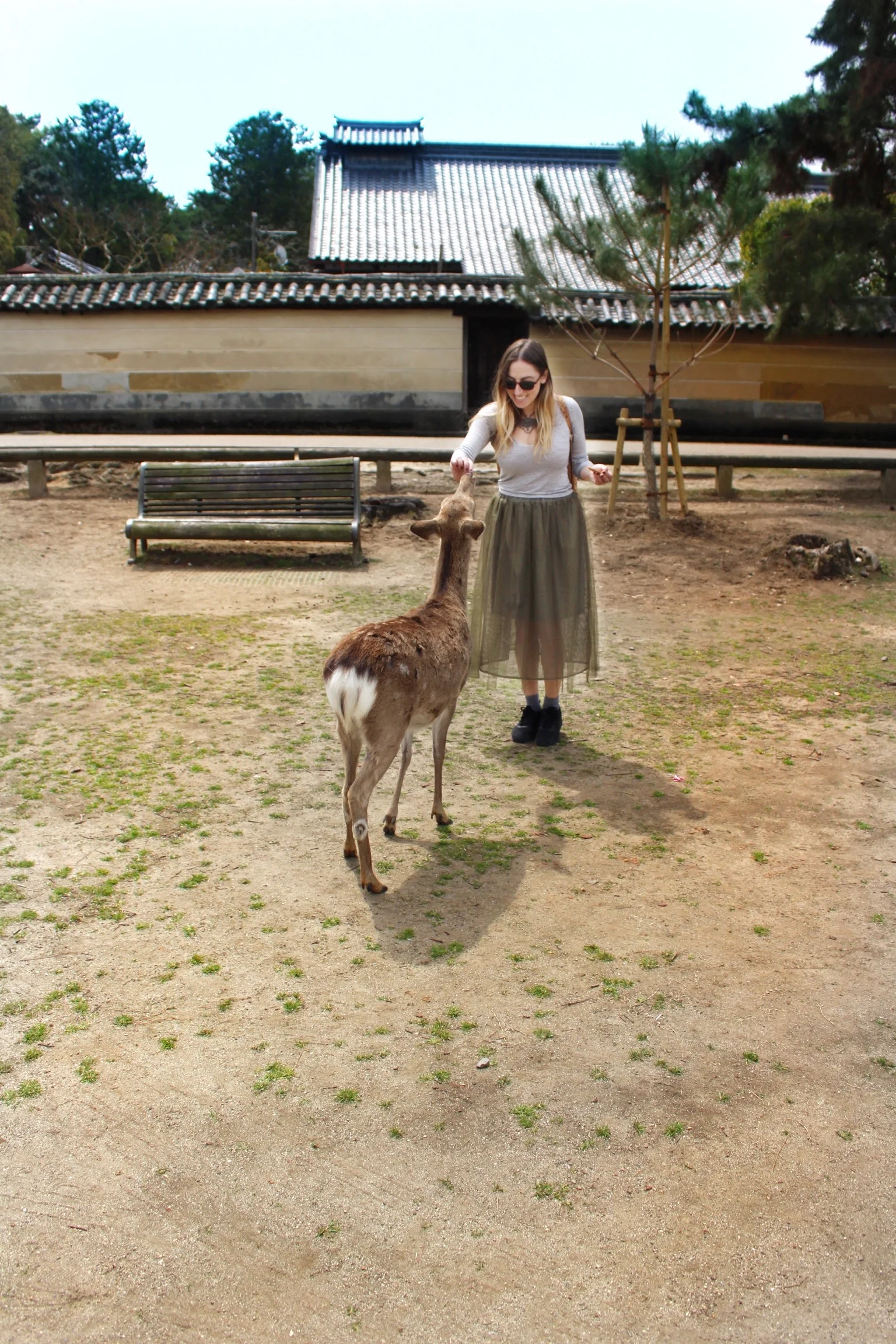 nara-park-deer.jpg