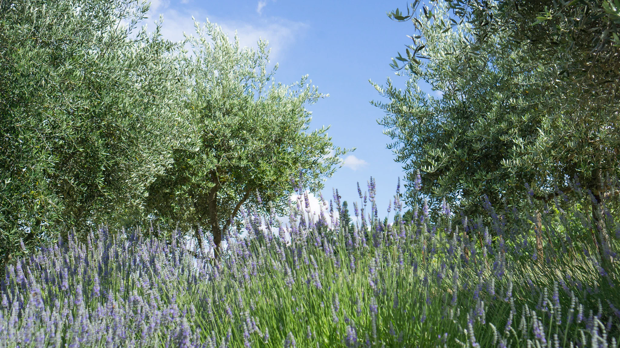 I couldn't get over the fresh lavender fields in the area!