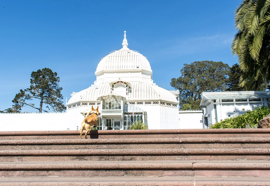@maxtheterrier running up the stairs to Golden Gate Park's Conservatory of Flowers . 