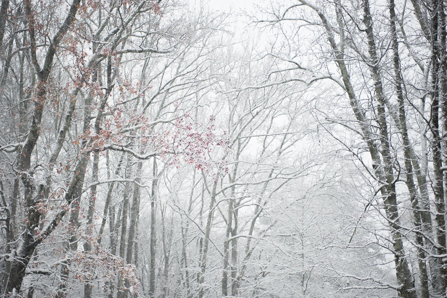 Jack's First Snow.jpg