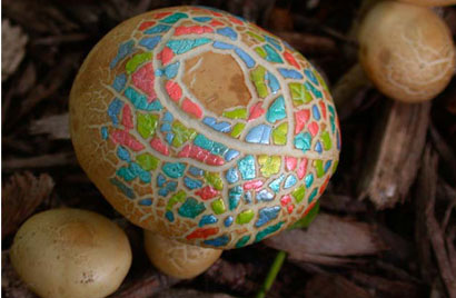   Painted Mushrooms (#35),  2002  Photograph 