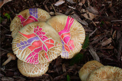   Painted Mushrooms (#37),  2002  Photograph 