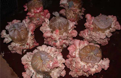 Painted Mushrooms (#53), 2002 Photograph