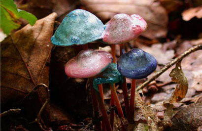   Painted Mushrooms (#55),  2002  Photograph 