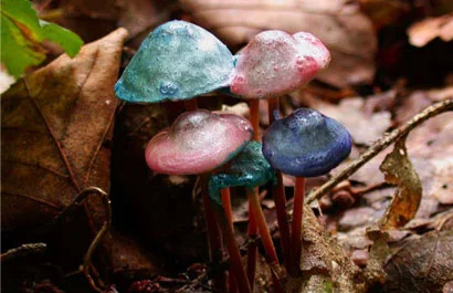 Painted Mushrooms (#55), 2002 Photograph