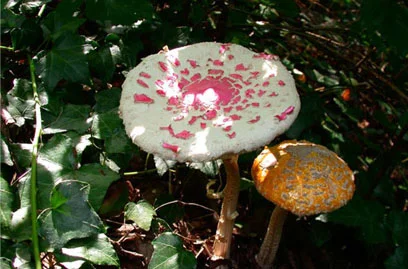 Painted Mushrooms (#74), 2002 Photograph