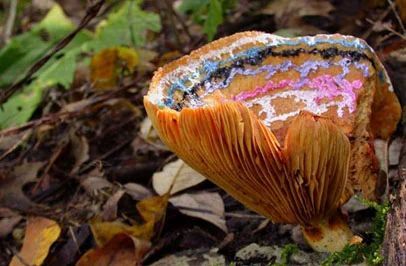 Painted Mushrooms (#77), 2002 Photograph