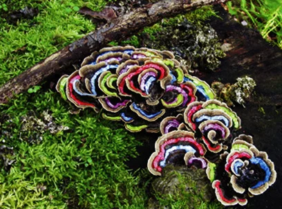 Painted Mushrooms (Canada), 2003 Photograph