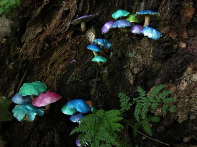 Painted Mushrooms (Canada), 2003 Photograph