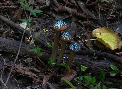   Painted Mushrooms (Illinois),  2003  Photograph 