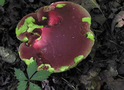   Painted Mushrooms (Indiana),  2003  Photograph 