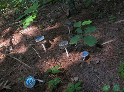 Painted Mushrooms (Indiana), 2003 Photograph