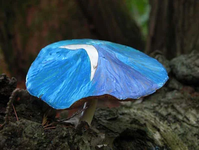Painted Mushrooms (Wisconsin), 2003 Photograph