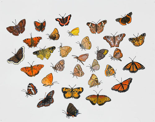   Post-Audubon, Insects of North America, Butterflies,  2007  19" x 24" Sharpie/watercolor on paper 