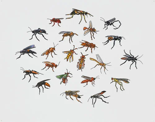 Post-Audubon, Insects of North America, Bees, Wasps & Kin, 2007 19" x 24" Sharpie/watercolor on paper