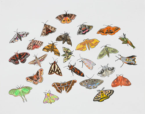   Post-Audubon, Insects of North America, Moths,  2007  19" x 24" Sharpie/watercolor on paper 