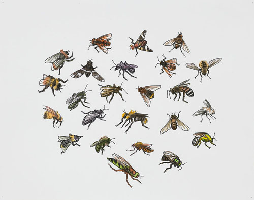   Post-Audubon, Insects of North America, Flies,  2007  19" x 24" Sharpie/watercolor on paper 