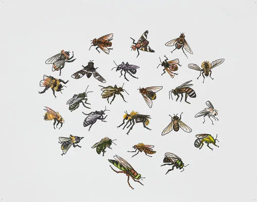 Post-Audubon, Insects of North America, Flies, 2007 19" x 24" Sharpie/watercolor on paper