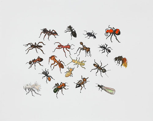   Post-Audubon, Insects of North America, Ants &amp; Termites,  2007  19" x 24" Sharpie/watercolor on paper 