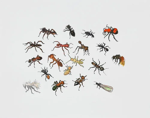 Post-Audubon, Insects of North America, Ants & Termites, 2007 19" x 24" Sharpie/watercolor on paper