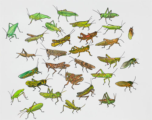   Post-Audubon, Insects of North America, Grasshoppers, Crickets &amp; Cicadas,  2007  19" x 24" Sharpie/watercolor on paper 