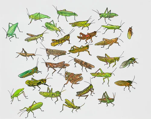 Post-Audubon, Insects of North America, Grasshoppers, Crickets & Cicadas, 2007 19" x 24" Sharpie/watercolor on paper