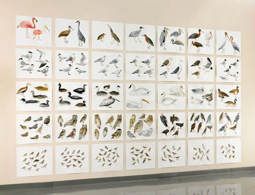 Post-Audubon, Birds of North America, left, one-third of installation, 2008 103" x 154", 35@ 19" x 24" Sharpie/watercolor on paper