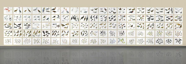 Post-Audubon, Birds of North America, left, one-third of installation, 2008 103" x 154", 95@ 19" x 24" Sharpie/watercolor on paper